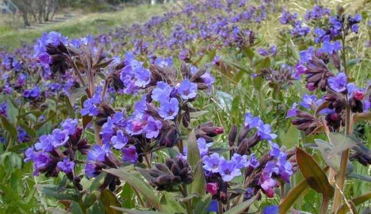 Lungwort ინფუზიის მოსამზადებლად, რომელიც ხელს უწყობს პენისის გაფართოებას